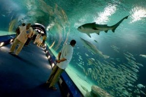 tunel tiburones